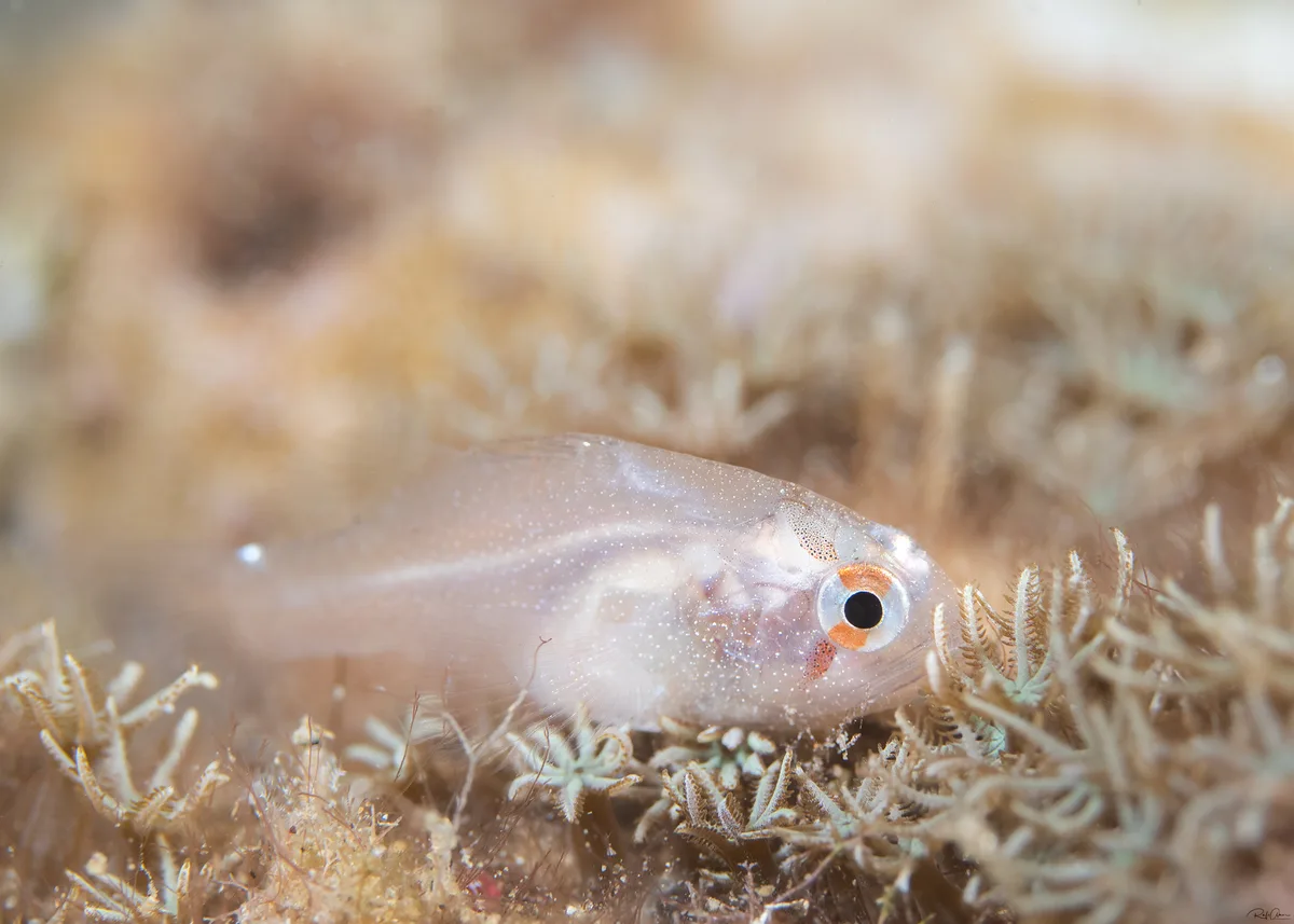 Eightspine Cardinalfish