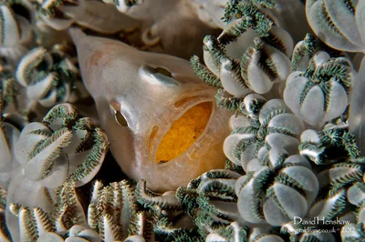 Egg Clutching (Neamia octospina)