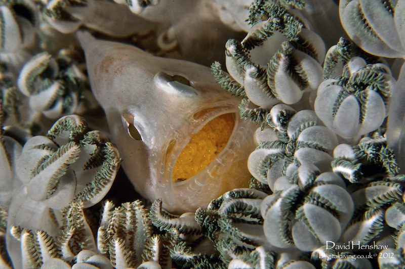 Egg Clutching (Neamia octospina)
