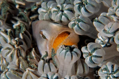 Egg Clutch (Neamia octospina)