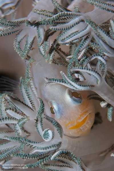 Eightspine cardinalfish (Neamia octospina)