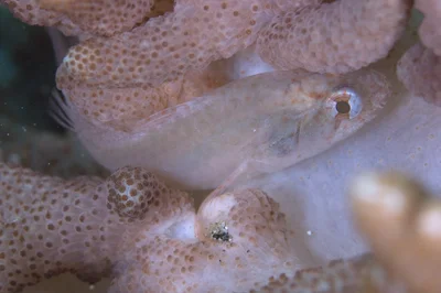 Neamia octospina - 鹿児島県熊毛郡屋久島町一湊　元浦