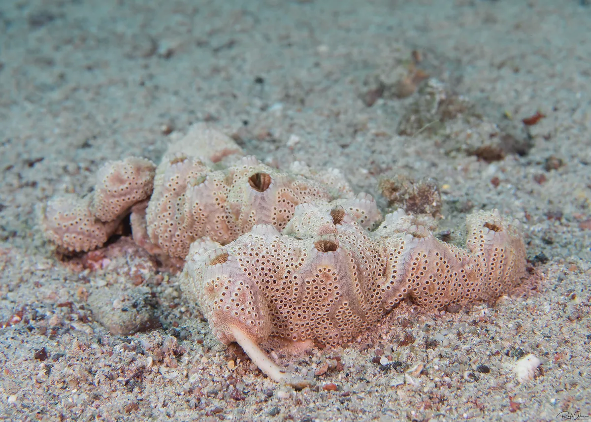 Sea Squirt - Botryllus eilatensis