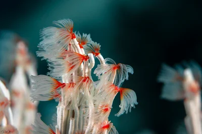 Serpulid Tubeworms - Family Serpulidae