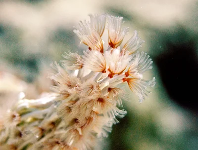 Cluster of worms (Filogranella elatensis)