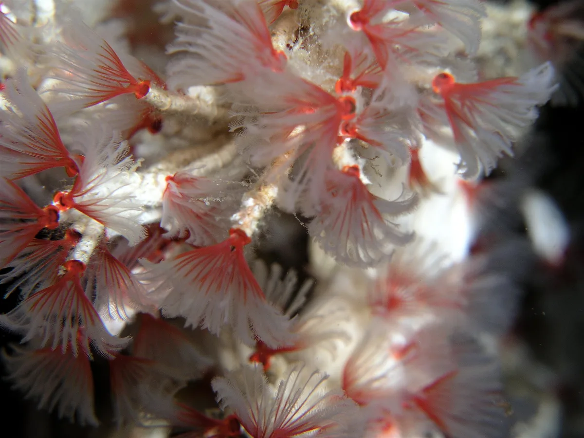 Feather duster worms