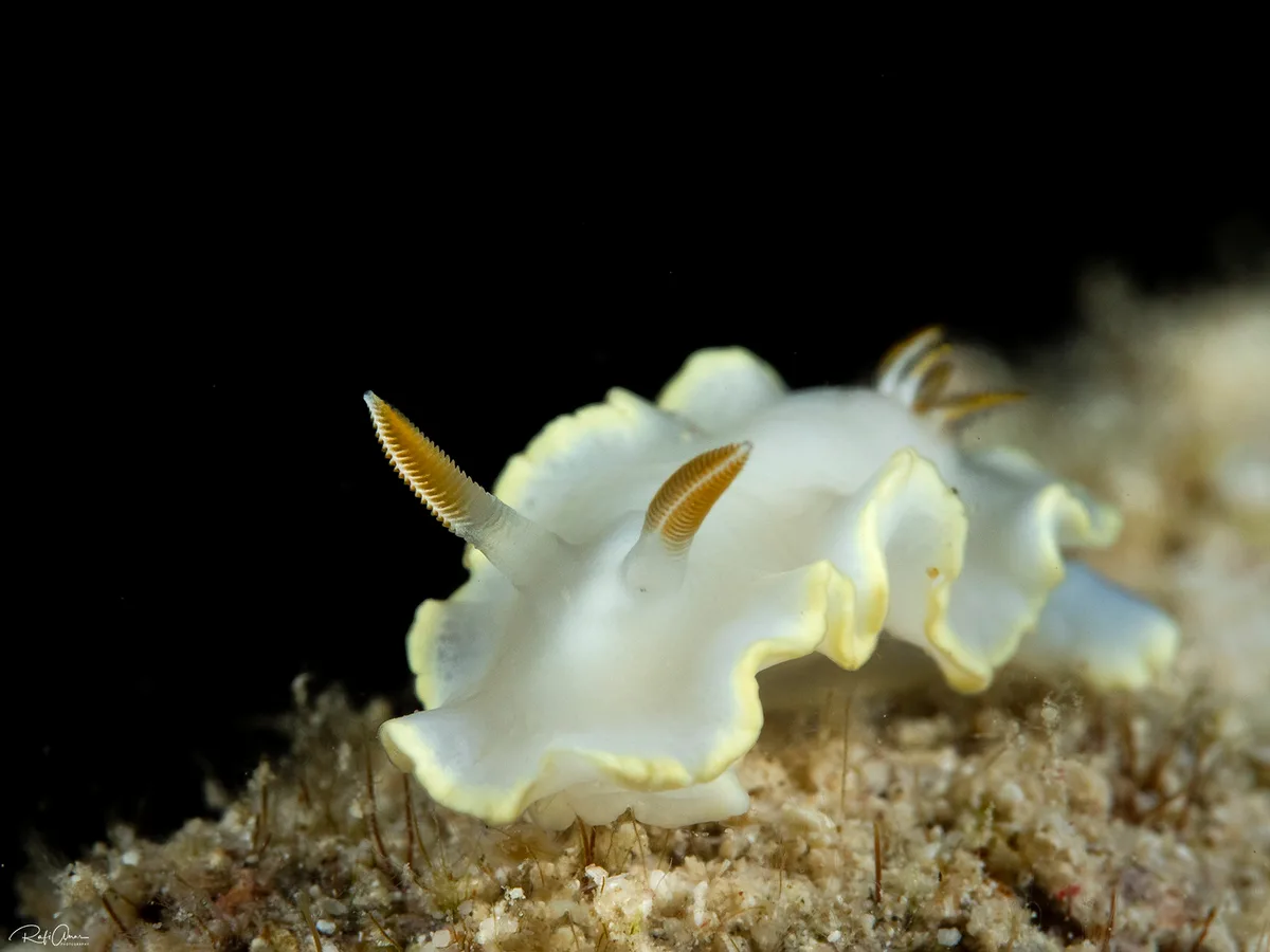 Ardeadoris electra