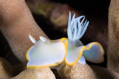 Ardeadoris electra