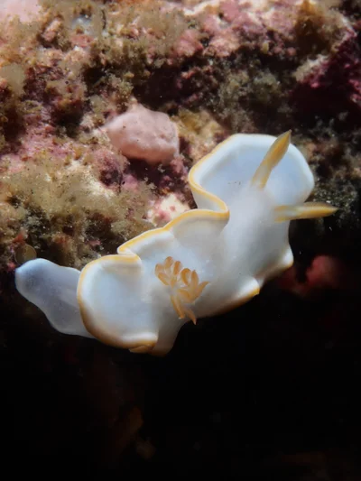 Ardeadoris electra