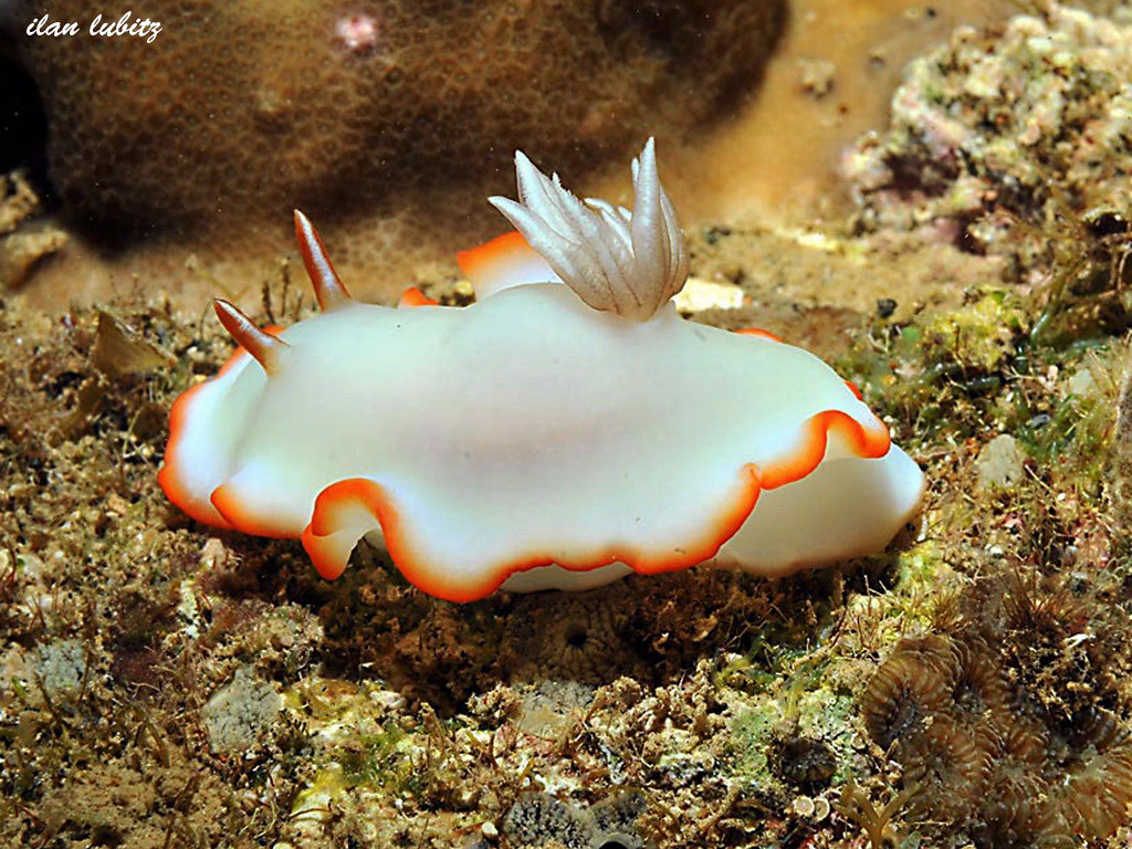 Ardeadoris electra