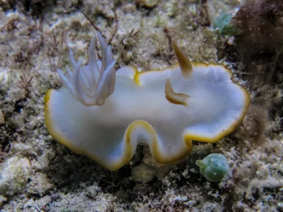 Ardeadoris electra - Alotau District, Milne Bay Province, Papua New Guinea