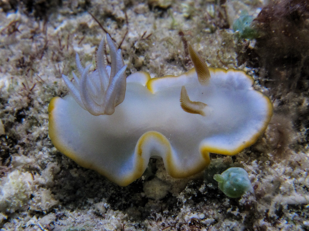 Ardeadoris electra - Alotau District, Milne Bay Province, Papua New Guinea