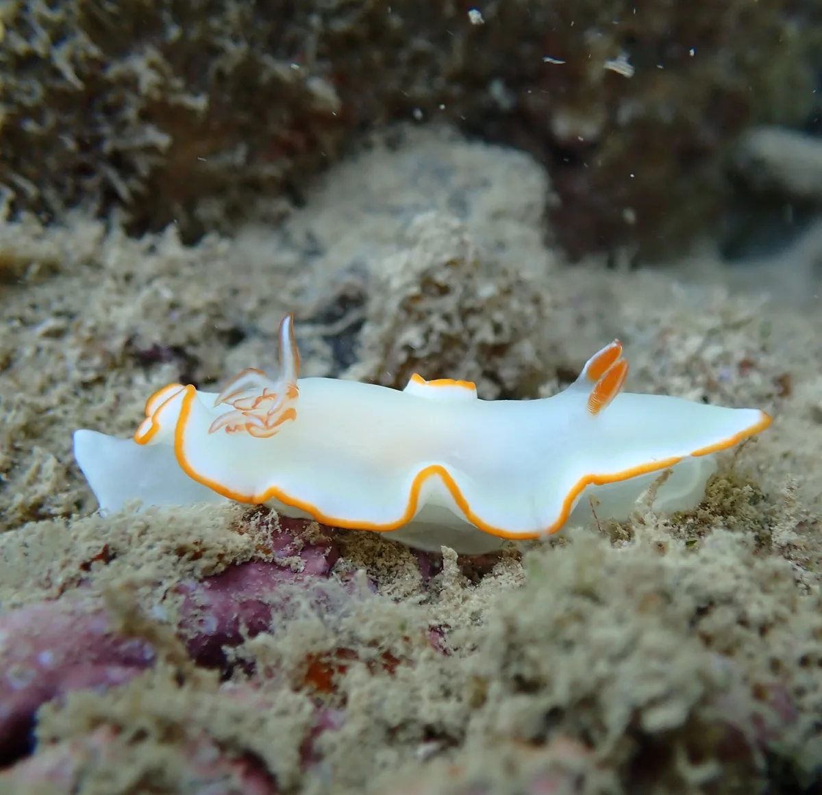 Ardeadoris electra - Baie des Citrons, Nouméa, Nouvelle-Calédonie
