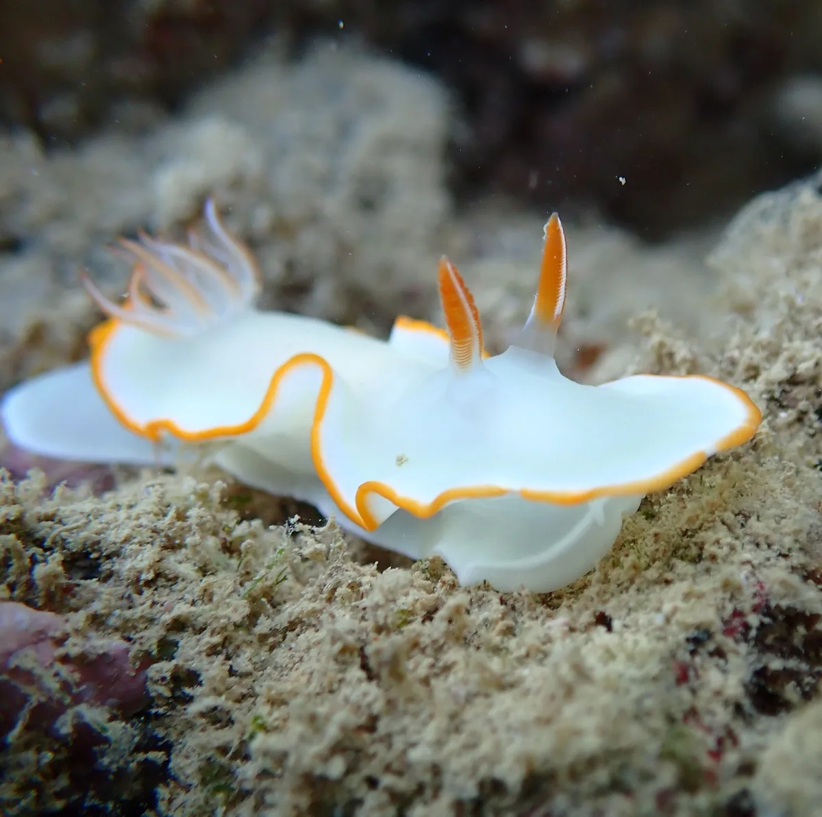 Ardeadoris electra - Baie des Citrons, Nouméa, Nouvelle-Calédonie