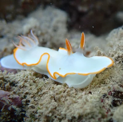 Ardeadoris electra - Baie des Citrons, Nouméa, Nouvelle-Calédonie