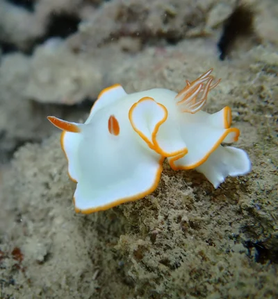 Ardeadoris electra - Baie des Citrons, Nouméa, Nouvelle-Calédonie