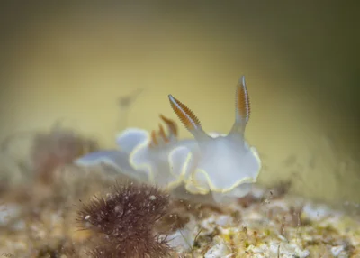 Ardeadoris electra - אילת, ישראל