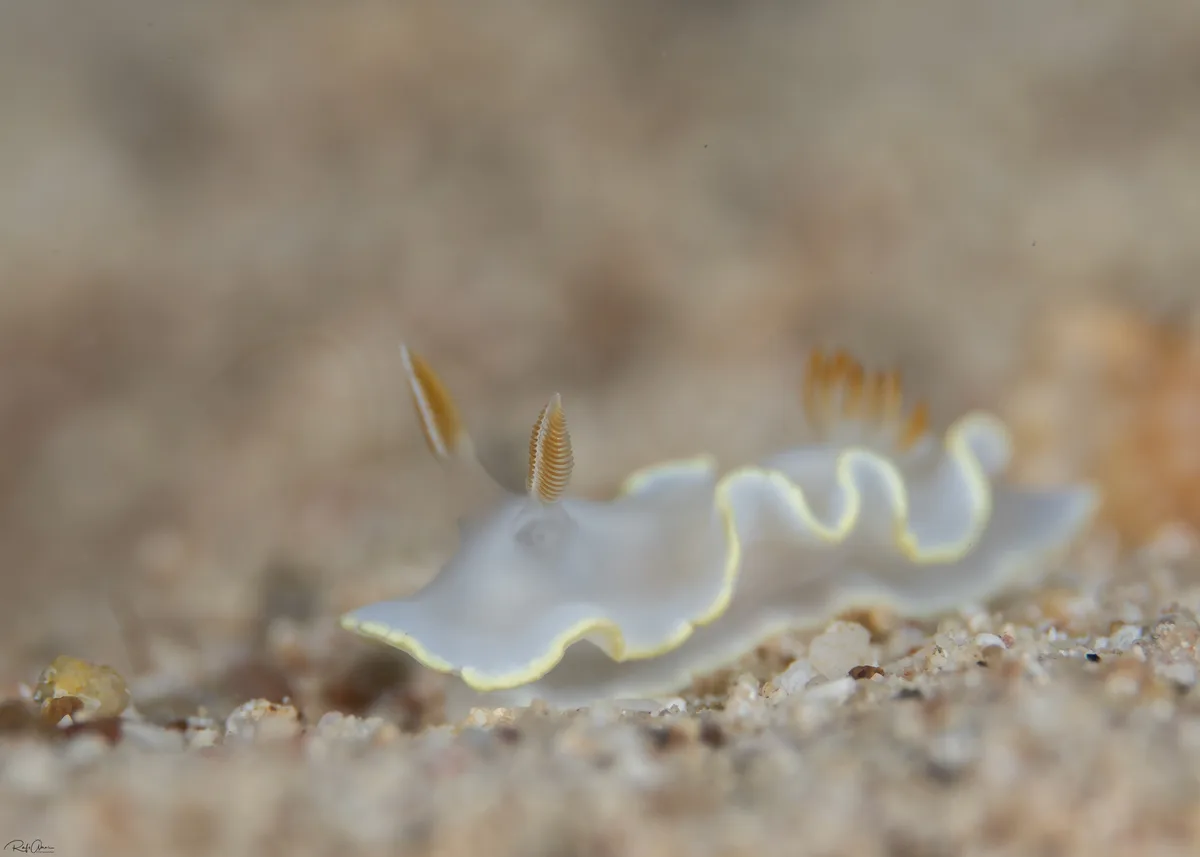 Ardeadoris electra - אילת, ישראל