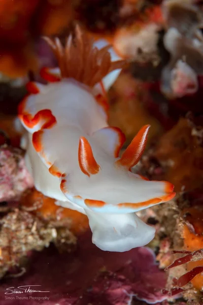 Ardeadoris electra - Tasman Sea, Shell Cove, NSW, AU