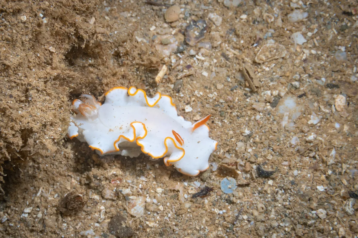 Ardeadoris electra - Ouémo