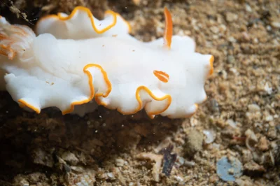 Ardeadoris electra - Ouémo