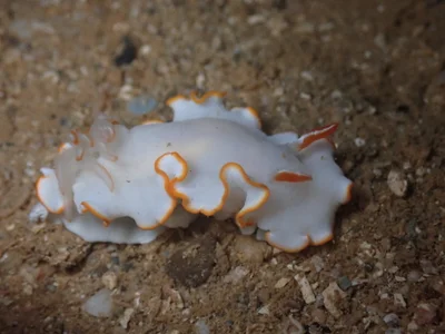 Ardeadoris electra - Ouémo, Nouméa, Nouvelle-Calédonie