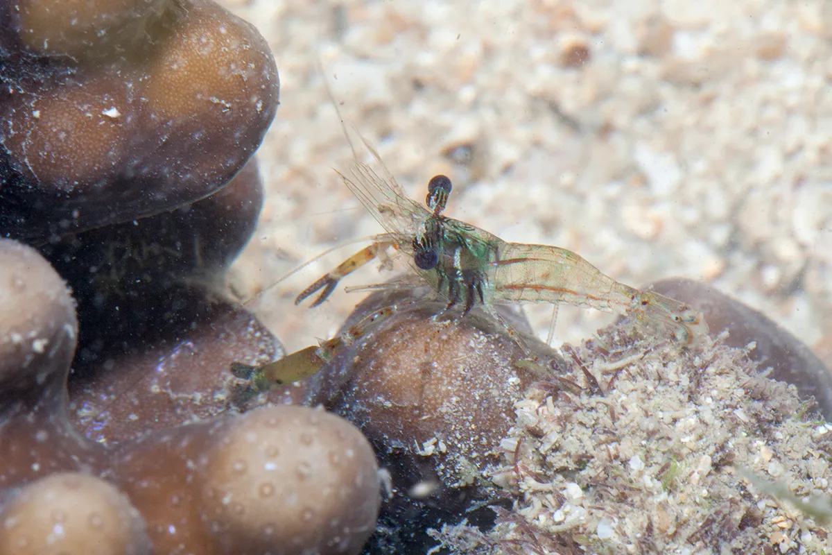 Cuapetes elegans