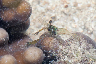 Cuapetes elegans