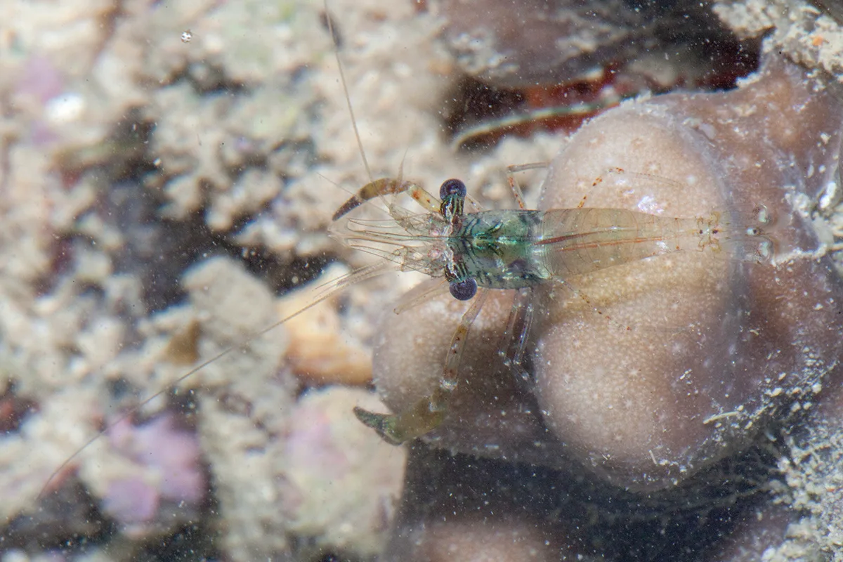 Cuapetes elegans