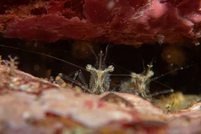 Cuapetes elegans - South Ninepin Island, Hong Kong