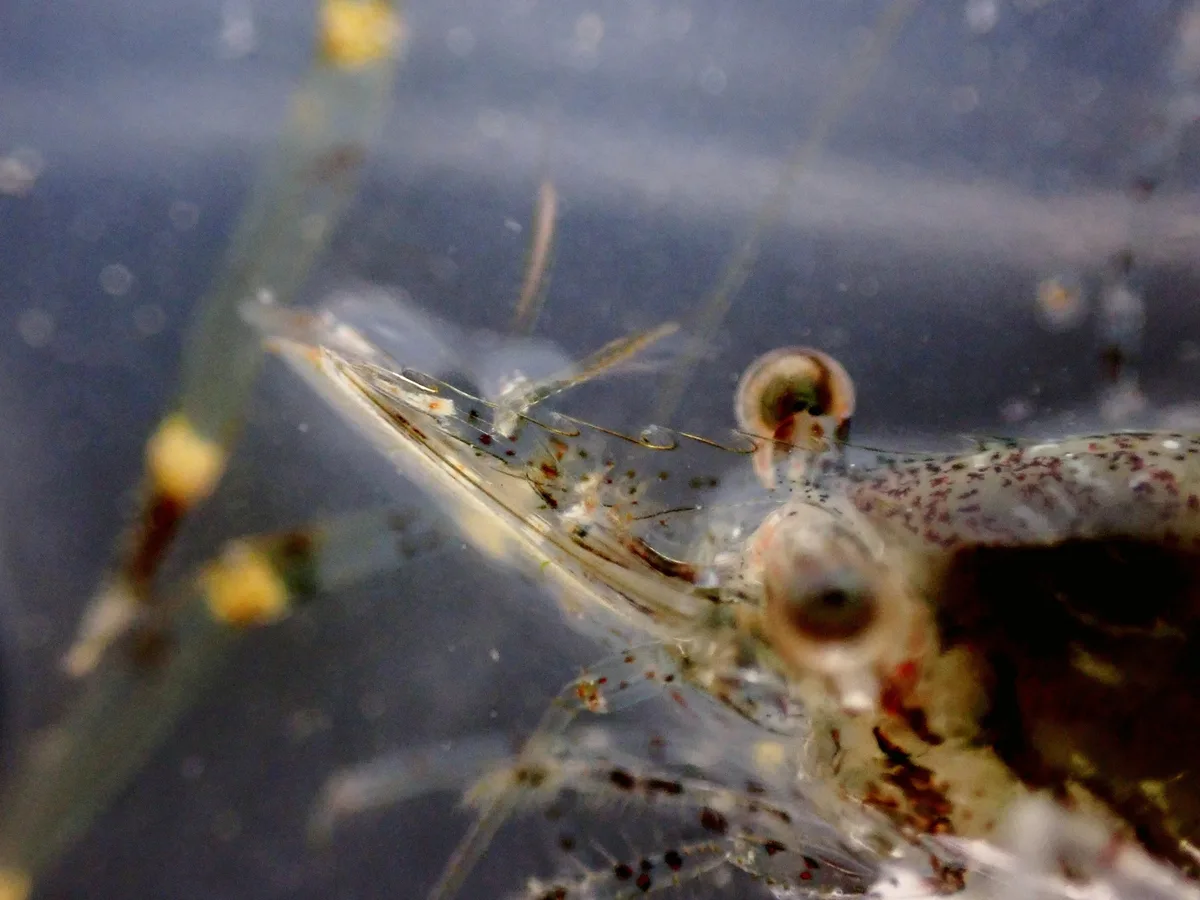 Cuapetes elegans - 海南省儋州市排浦镇满鹿囍·打腊银滩