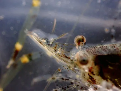 Cuapetes elegans - 海南省儋州市排浦镇满鹿囍·打腊银滩