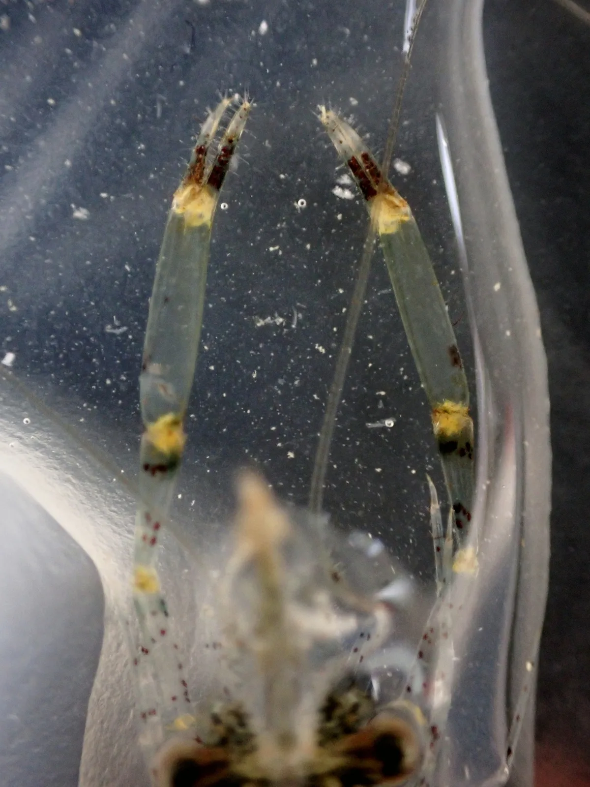 Cuapetes elegans - 海南省儋州市排浦镇满鹿囍·打腊银滩