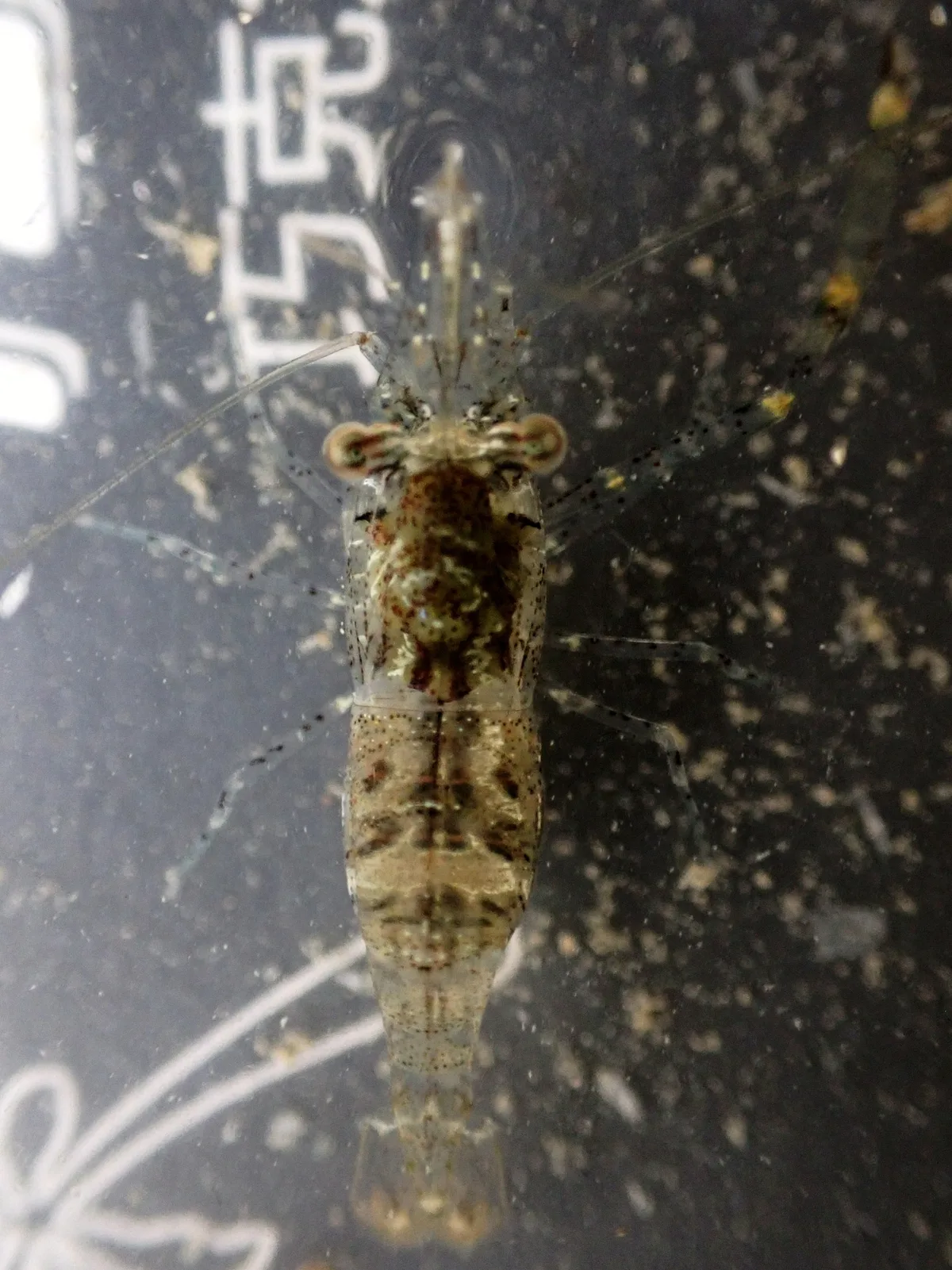 Cuapetes elegans - 海南省儋州市排浦镇满鹿囍·打腊银滩
