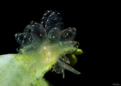 Elegant Sapsucking Slug - Cyerce elegans