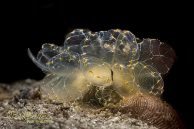 Cyerce elegans