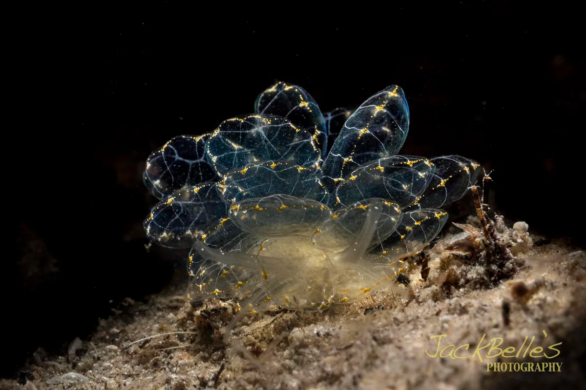 Cyerce elegans