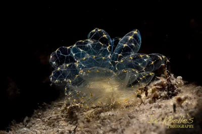 Cyerce elegans