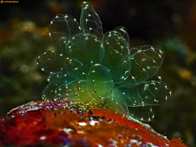 Cyerce elegans