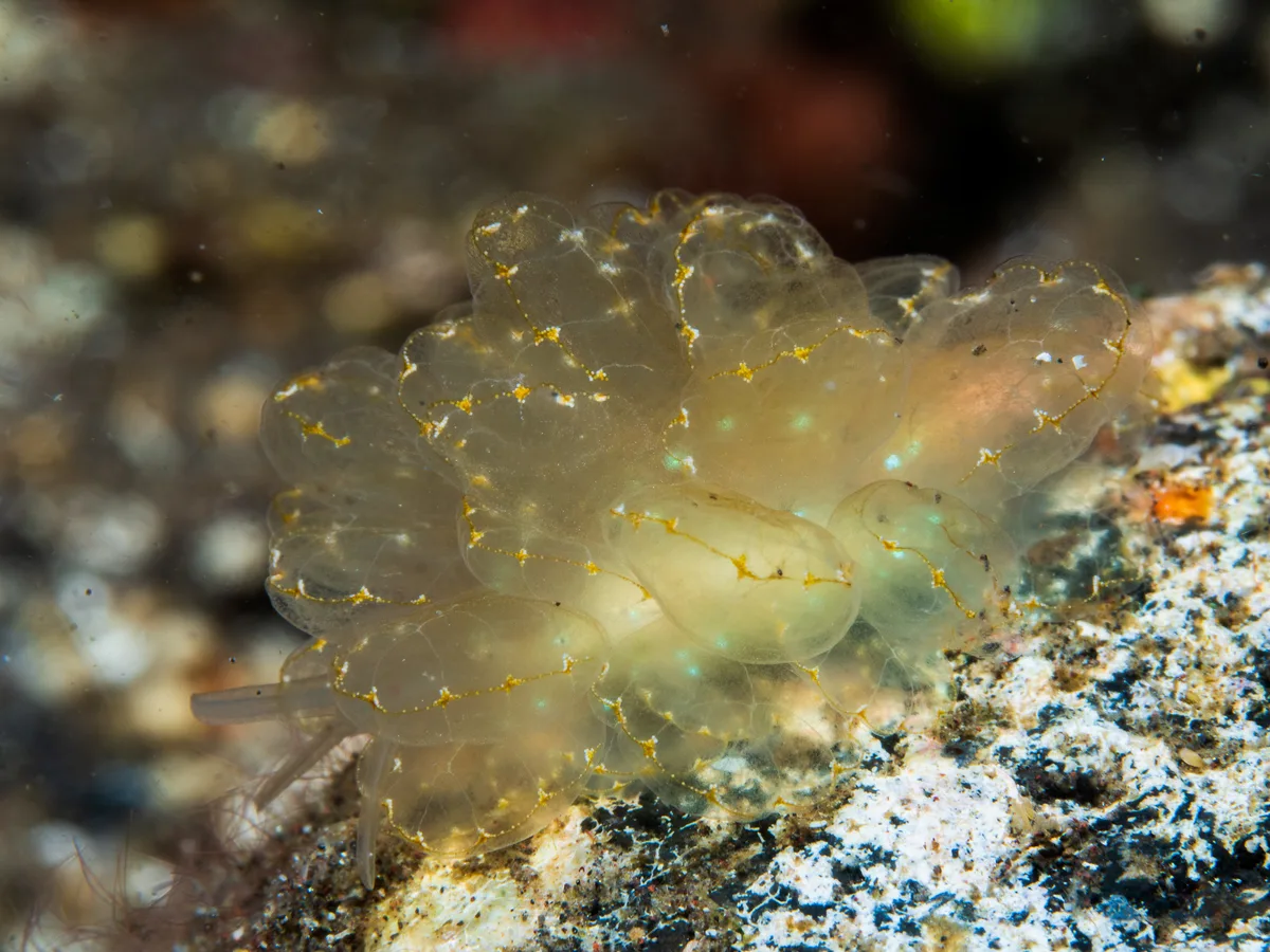 Cyerce elegans