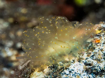 Cyerce elegans