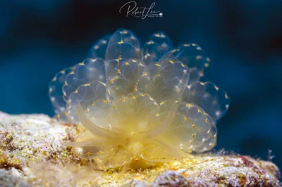 Cyerce elegans
