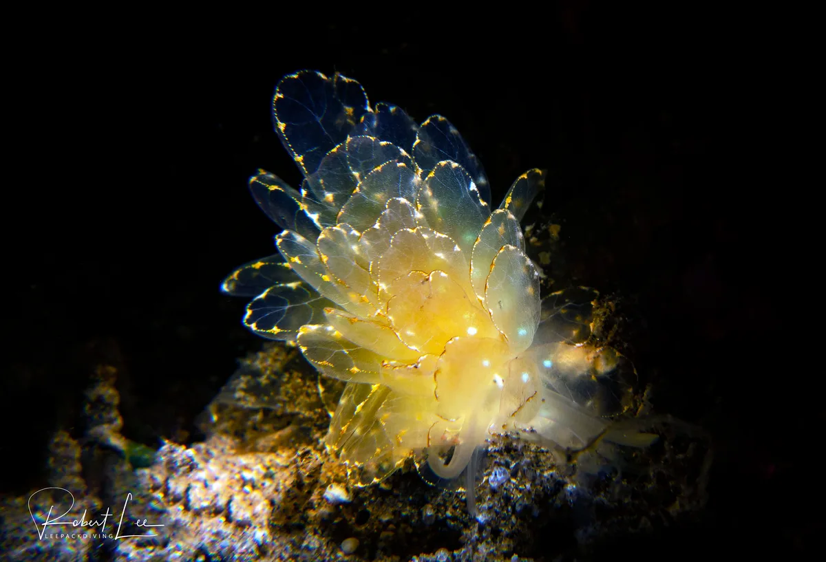Cyerce Elegans