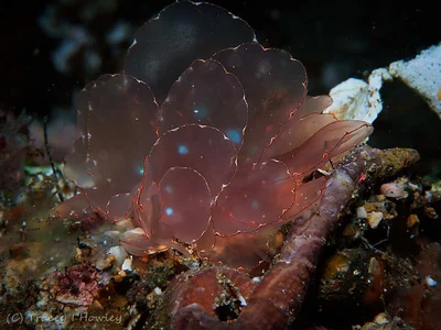 Cyerce elegans - Anilao, Bagalangit, Mabini, Batangas, Philippines