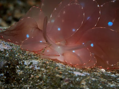Cyerce elegans - Anilao, Bagalangit, Mabini, Batangas, Philippines