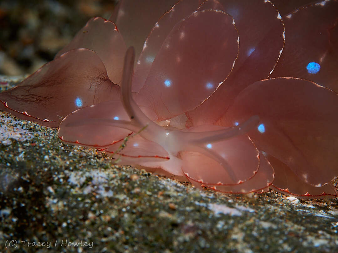 Cyerce elegans - Anilao, Bagalangit, Mabini, Batangas, Philippines