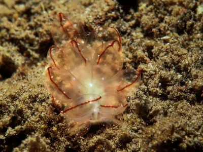 Cyerce elegans - Paras house reef, Camiguin, Philippinen
