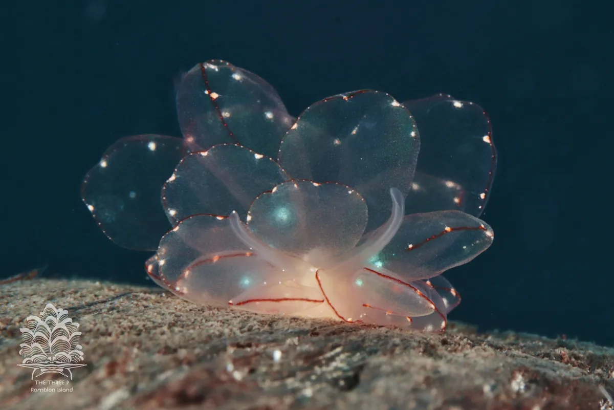 Cyerce elegans - Romblon, PH