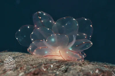 Cyerce elegans - Romblon, PH
