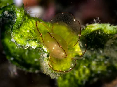 Cyerce elegans - Anilao, Philippines
